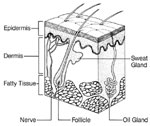 Learn about your epidermis, dermis, and subcutis Layers