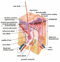 Skin diagram