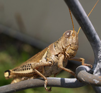 Grasshopper facts