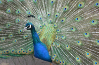 Peacock facts