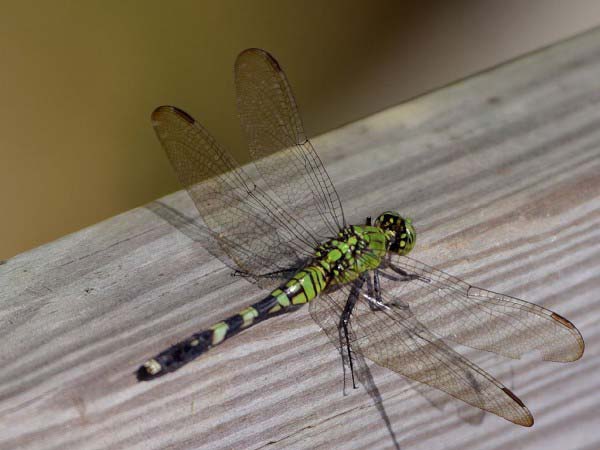 A close up photo of a dragonfly showing its beautiful but fragile wings.