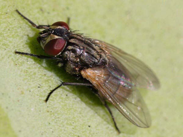 A close up photo of a common house fly.