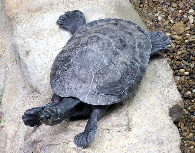 This photo shows a top down view of a turtle as it reaches across a rock. Turtles are reptiles that have existed for around 215 million years.