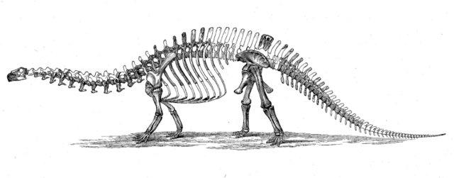 This picture shows the restoration of an Apatosaurus skeleton. Also known as Brontosaurus, Apatosaurus was one of the largest dinosaurs ever, with scientists estimating that it reached around 23 metres (27 feet) in length.