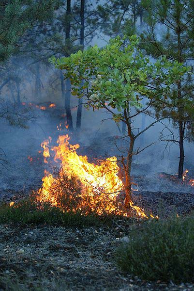 This photo shows a small part of a larger forest fire still burning intensely as ash and smoke smolders in the background.