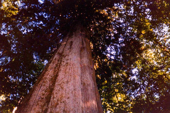 This photo is taken from the base of an old tree, looking up the tree trunk to the branches at the top.