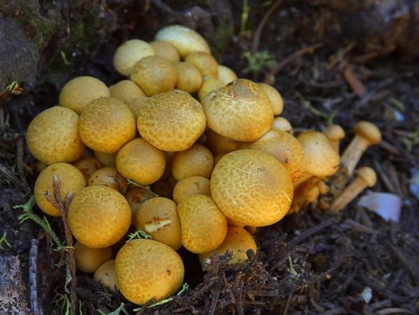 A large group of mushrooms can be seen in this image. Found in the forest, these mushrooms grow quickly in the damp shade.