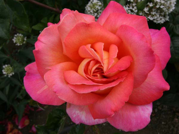 This photo shows a beautiful red rose sitting amongst a garden.