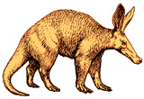 Interesting Information about Aardvarks