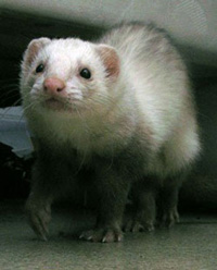 Ferret facts