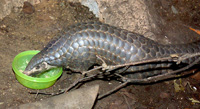 Pangolin facts