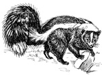 Interesting Information about Skunks